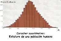 H. cuantitativa: estatura