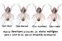 Alelos m�ltiples en Drosophila