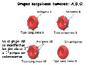 Grupos sangu�neos ABO