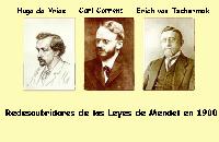 Redescubrimiento Leyes de Mendel