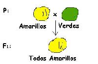 Primera Ley de Mendel