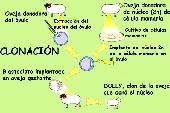 Clonaci�n  de Dolly
