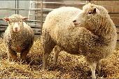 Dolly