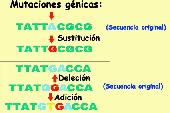 Mutaciones g�nicas