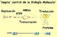 "Dogma" de la Biol. Molecular