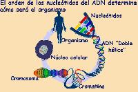 "Expresi�n" del ADN