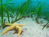 Estrella de mar