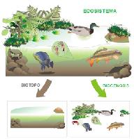 Ecosistema
