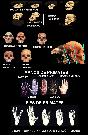 Evoluci�n corporal