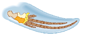pala ballena