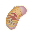 Muestra Imagen Mitocondria