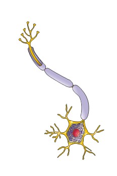 neurona