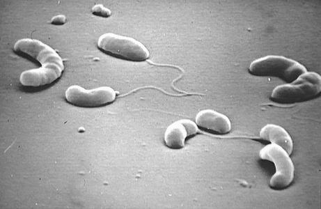 bacteria
