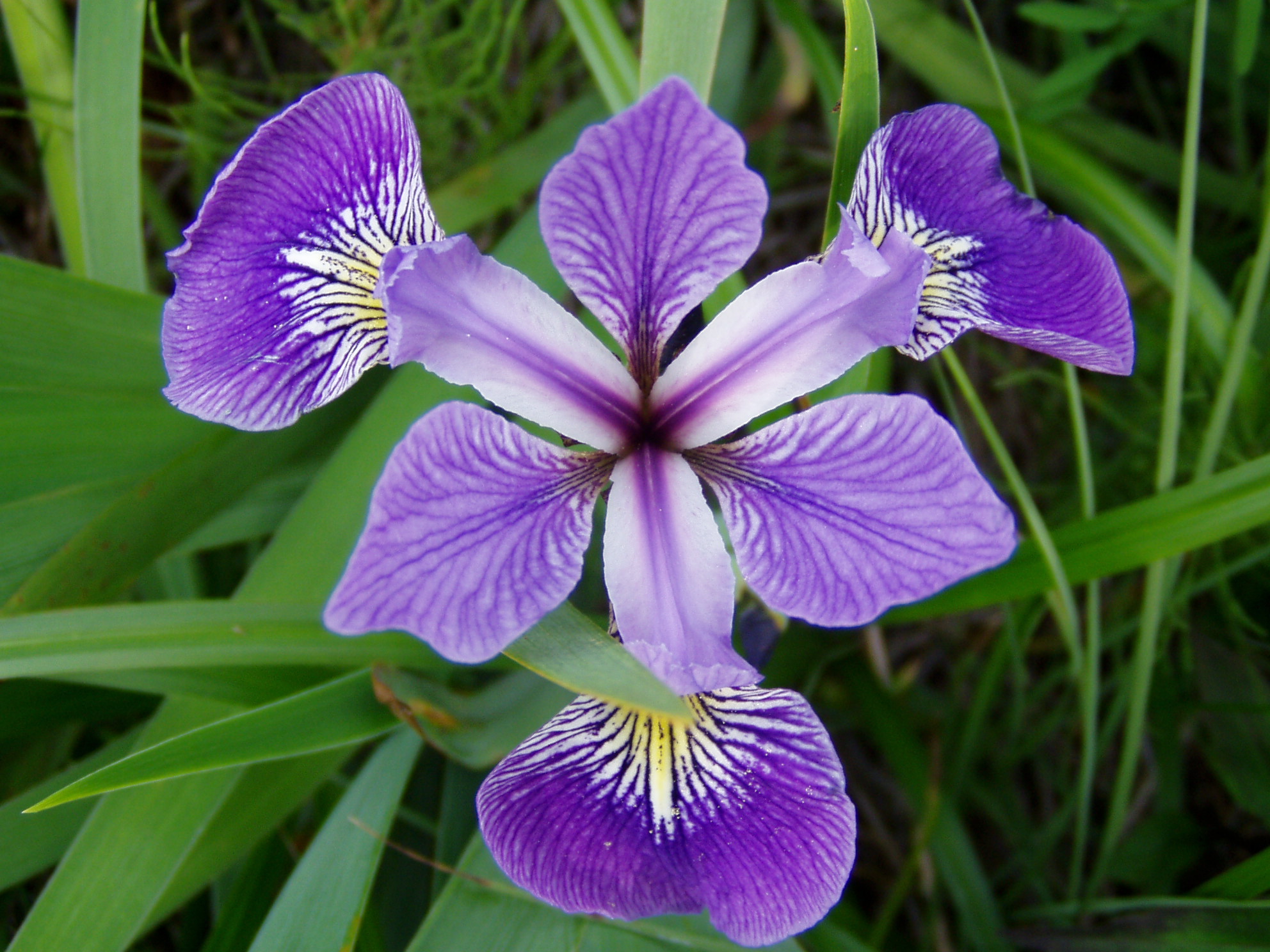 Iris