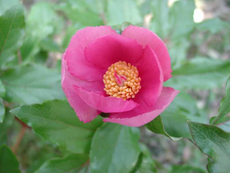 peonia
