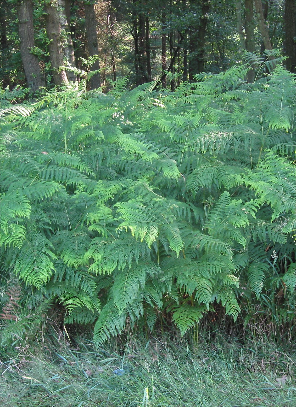 pteridofito
