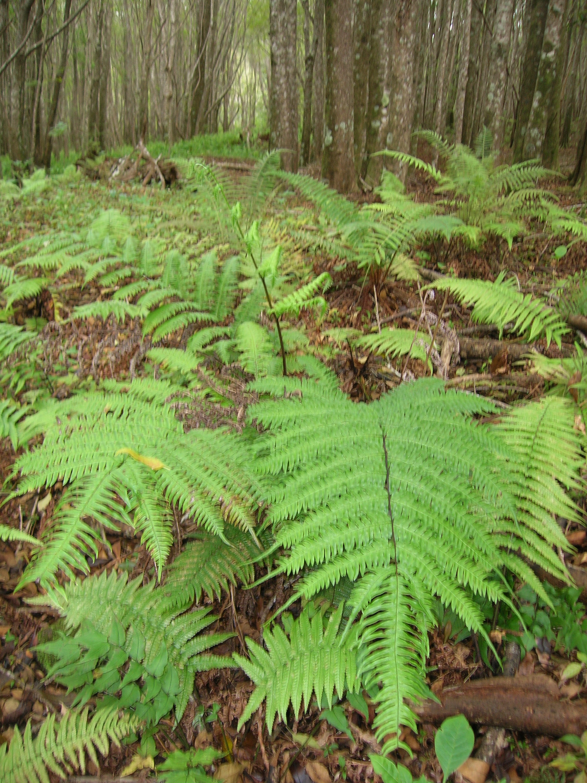 pteridofito