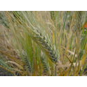 Muestra Imagen cebada