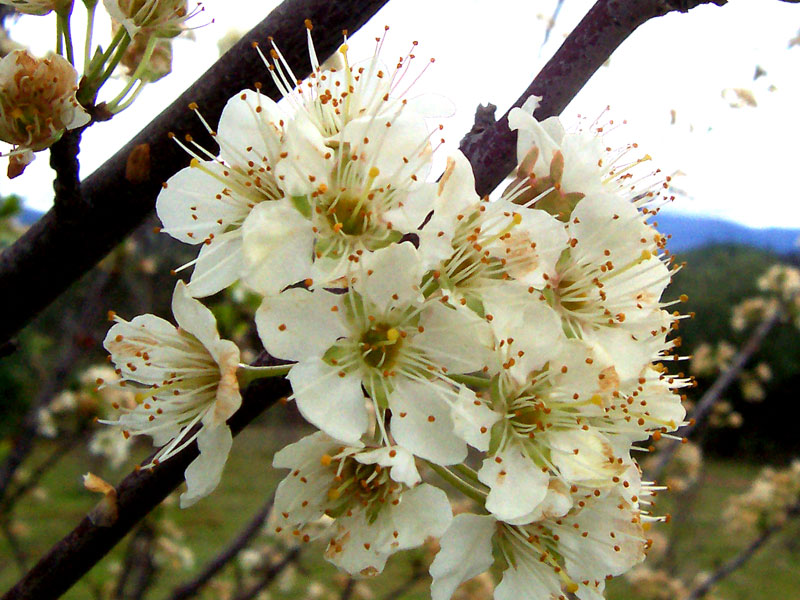 Flor ciruelo