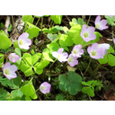 Muestra Imagen oxalis