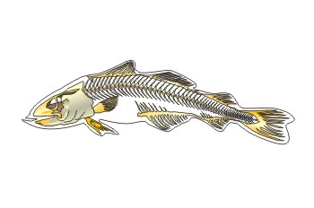 estructura corporal de un pez