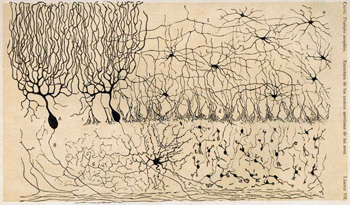 Lámina de Cajal