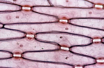 epidermis vegetal epidermis