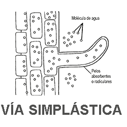 Vía simplástica