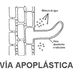 vía apoplástica