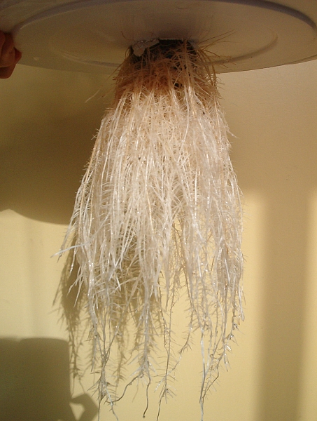 Las raices de una planta posee pelos absorbentes y un sistema de transporte vascular llamado xilema