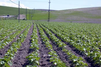 Los vegetales realizan la nutrición autótrofa