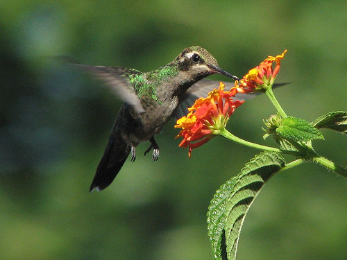 El colibrí ayuda en la polinización de algunas plantas.