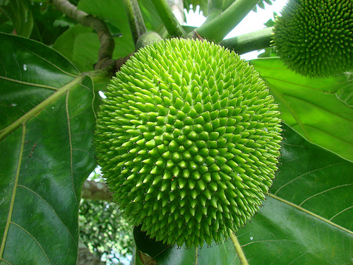 los frutos contienen las semillas