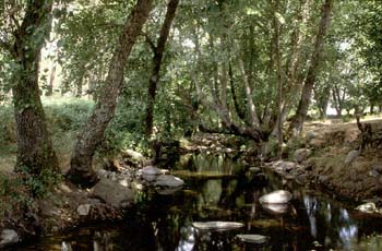 Las plantas higrófitas dominan en los bosques de ribera.