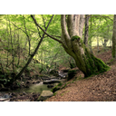 Muestra Imagen Bosque templado