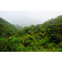 Muestra Imagen Selva