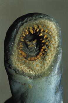 boca de lamprea