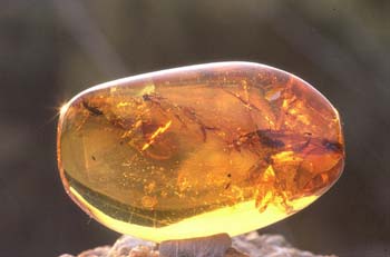 el ambar es un mineraloide