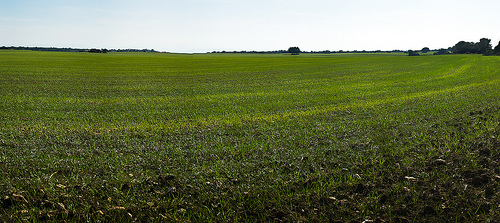 Campo de cereal en las Cinco Villas de Zaragoza