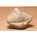 Muestra Imagen Braquiopodo