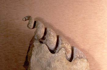 Los moldes son considerados fósiles